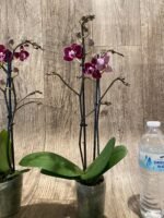 Double Spikes Phalaenopsis Lianher Cranberry (3.5" pot) - Image 8