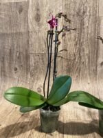 Double Spikes Phalaenopsis Lianher Cranberry (3.5" pot) - Image 7