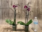 Double Spikes Phalaenopsis Lianher Cranberry (3.5" pot) - Image 5