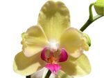 Double Spikes  Phalaenopsis  Dtps. Fuller’s Sunset ‘Peloric’ (4.5" pot) - Image 2