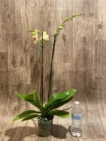 Double Spikes  Phalaenopsis  Dtps. Fuller’s Sunset ‘Peloric’ (4.5" pot) - Image 6