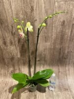 Double Spikes  Phalaenopsis  Dtps. Fuller’s Sunset ‘Peloric’ (4.5" pot) - Image 8