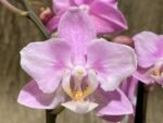 Double Spikes Phalaenopsis Peloric NOID’ (3.5” Pot) - Image 3