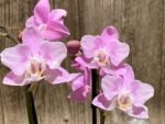 Double Spikes Phalaenopsis Peloric NOID’ (3.5” Pot) - Image 4
