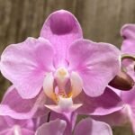 Double Spikes Phalaenopsis Peloric NOID’ (3.5” Pot)
