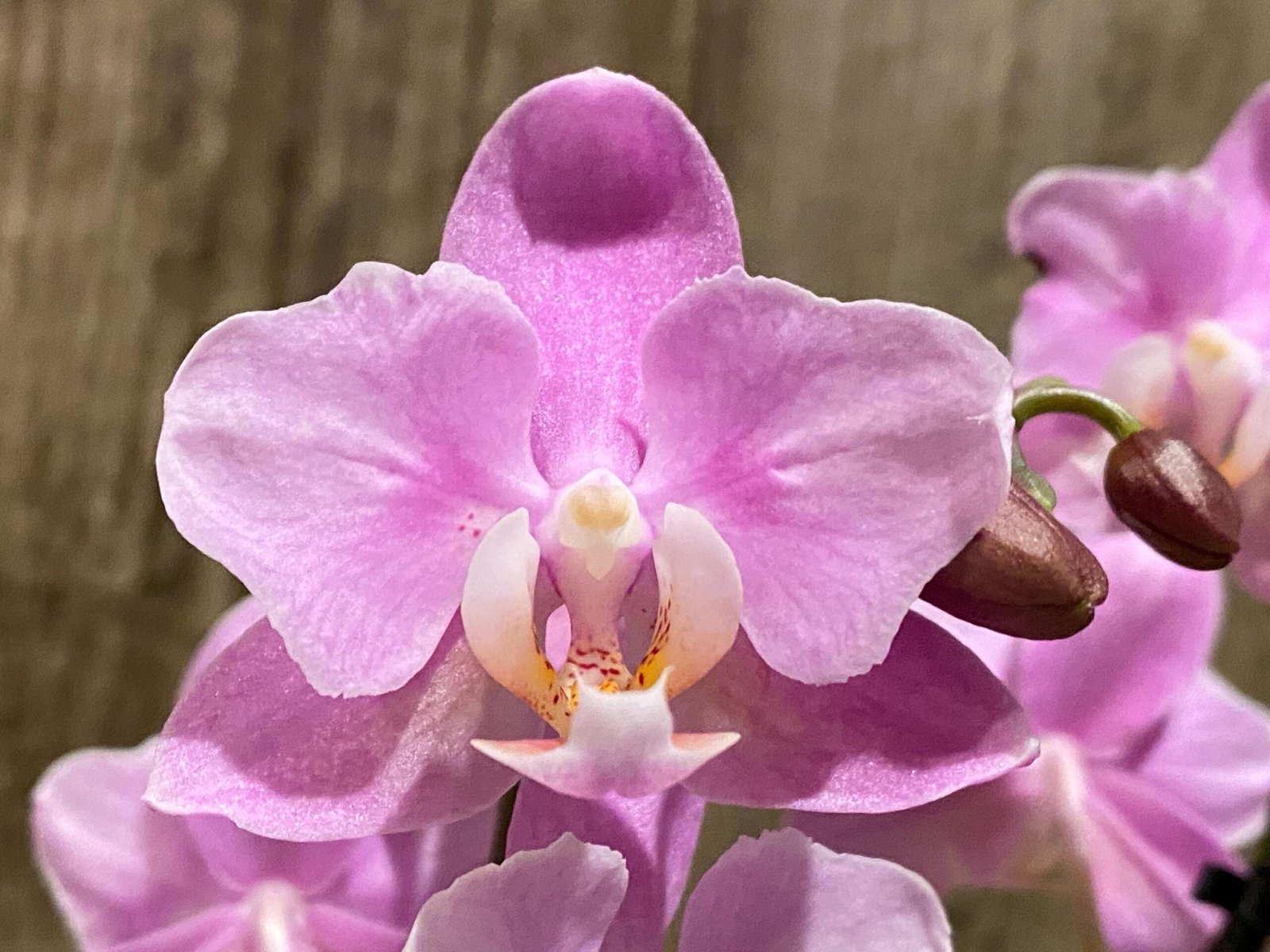 il_fullxfull.7464857931_dfmk.jpg Double Spikes Phalaenopsis Peloric NOID’ (3.5” Pot) - Image 1