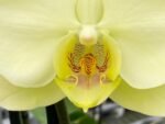 Double Spikes Phalaenopsis Golden Apollo (4.5" pot) - Image 4