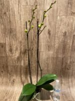 Double Spikes Phalaenopsis Golden Apollo (4.5" pot) - Image 6