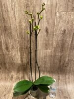 Double Spikes Phalaenopsis Golden Apollo (4.5" pot) - Image 8