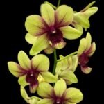 Dendrobium Thongchai Gold (3.5” Pot)
