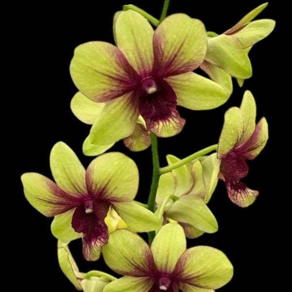 il_fullxfull.7490962607_cpsy.jpg Dendrobium Thongchai Gold (3.5” Pot) - Image 1