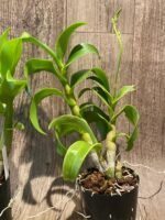 IN SPIKE Dendrobium Thongchai Gold (3.5” Pot) - Image 6