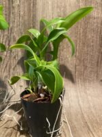 Dendrobium Thongchai Gold (3.5” Pot) - Image 5