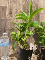 Dendrobium Thongchai Gold (3.5” Pot) - Image 4