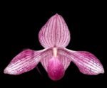 Paphiopedilum Delrosi (delenatii x rothschildianum) (2” pot) - Image 2