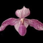 Paphiopedilum Delrosi (delenatii x rothschildianum)