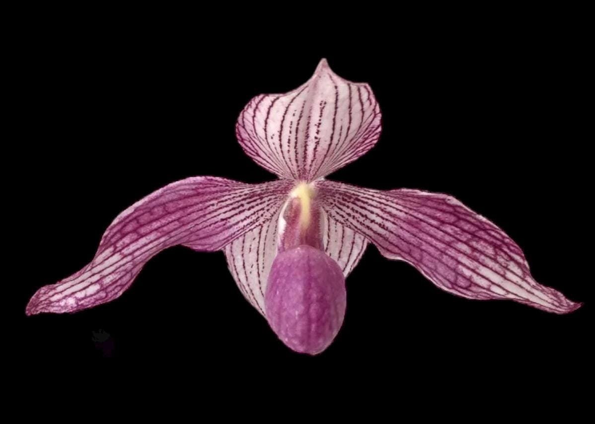 il_fullxfull.7491211495_domy.jpg Paphiopedilum Delrosi (delenatii x rothschildianum) (2” pot) - Image 1