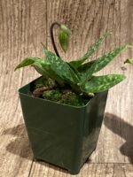 IN SPIKE - Paph. Chiara (Iawrenceanum v. hyeanum x sukhakulii) (3.5” Pot) - Image 5