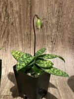 IN SPIKE - Paph. Chiara (Iawrenceanum v. hyeanum x sukhakulii) (3.5” Pot) - Image 6