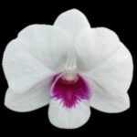 In Spike - Dendrobium Glory White (3.5” pot)