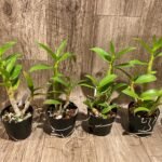 Dendrobium Toshiko Blue x Izumi (3.5” Pot)