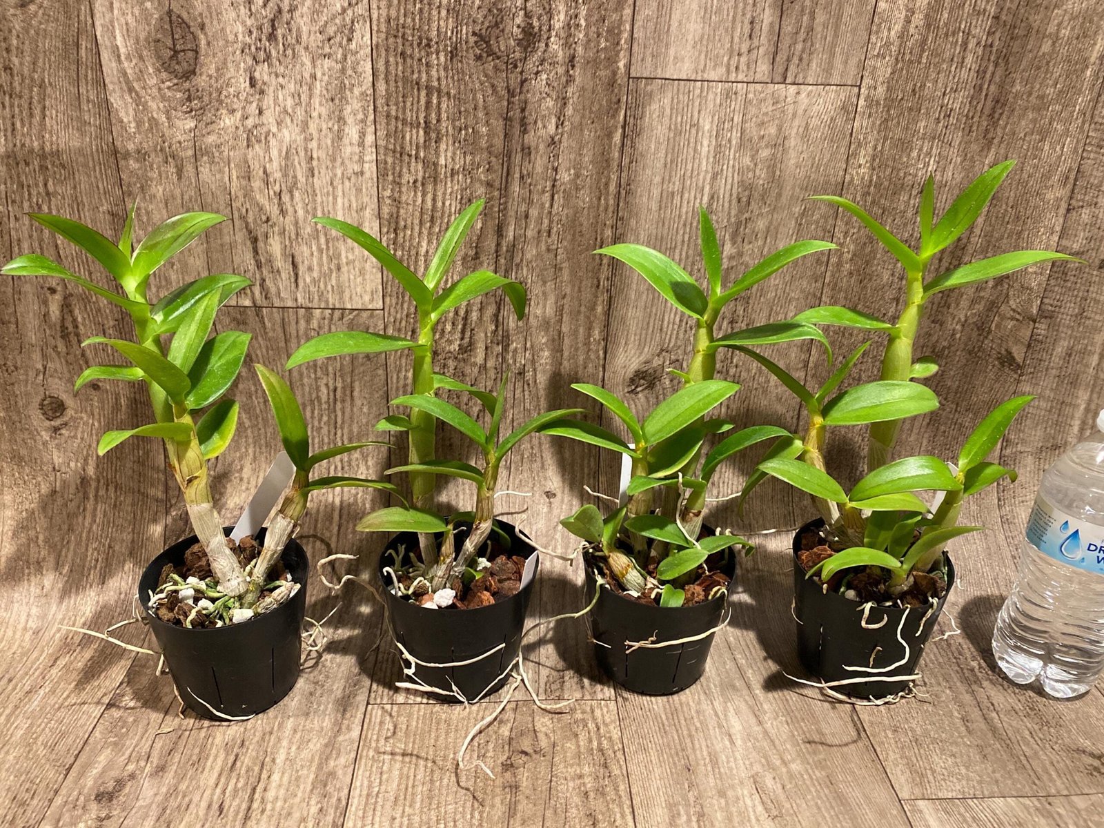 il_fullxfull.7492137899_91xo.jpg Dendrobium Toshiko Blue x Izumi (3.5” Pot) - Image 1