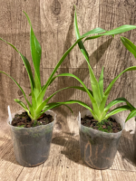 Phrag. Les Landes (Happe Popow 'Raspberry' x Grande 'Vista') (3.5” Pot) - Image 9