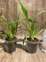 Phrag. Les Landes (Happe Popow 'Raspberry' x Grande 'Vista') (3.5” Pot) - Image 8