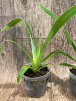 Phrag. Les Landes (Happe Popow 'Raspberry' x Grande 'Vista') (3.5” Pot) - Image 5