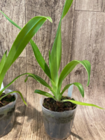 Phrag. Les Landes (Happe Popow 'Raspberry' x Grande 'Vista') (3.5” Pot) - Image 4