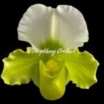 Paph. Hsinying Yosemite 'Moon Festival' x Paph. Stone Lovely 'Green Angel'