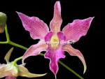 Dendrobium Sherry Abe (Den. Peter Shen x Den. spectabile) (3.5” pot)