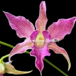 Dendrobium Sherry Abe (Den. Peter Shen x Den. spectabile) (3.5” pot)