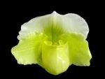 Paph. Yosemite Green 'Big Step' x Paph. Stone Lovely 'Green Angel'