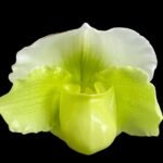 Paph. Yosemite Green 'Big Step' x Paph. Stone Lovely 'Green Angel'