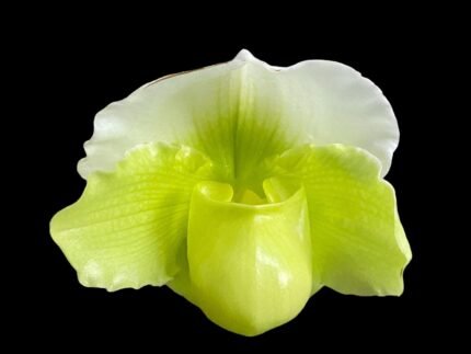 Paph. Yosemite Green 'Big Step' x Paph. Stone Lovely 'Green Angel'