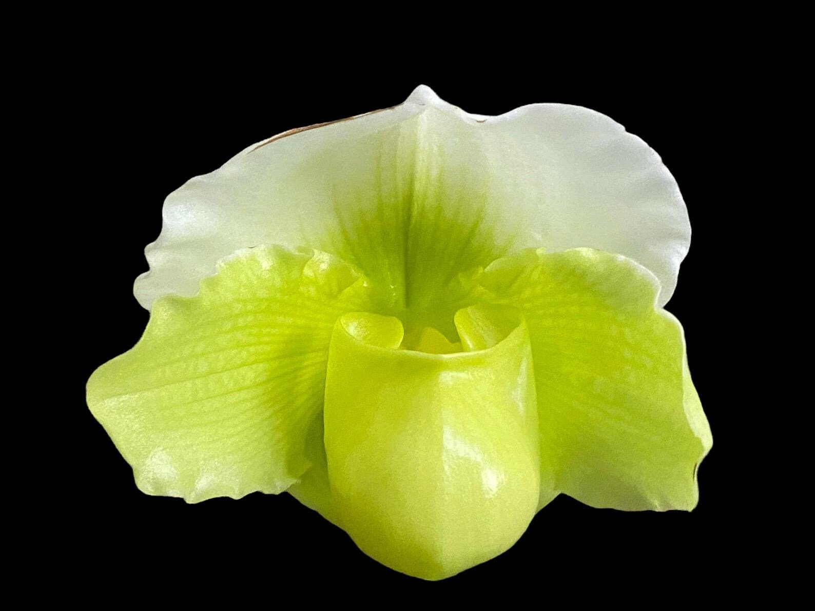 Paph. Yosemite Green 'Big Step' x Paph. Stone Lovely 'Green Angel' Paph. Yosemite Green 'Big Step' x Paph. Stone Lovely 'Green Angel'