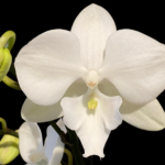 Phalaenopsis I-Hsin Romantic Story