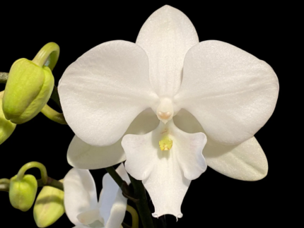 Phalaenopsis I-Hsin Romantic Story