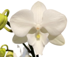 Phalaenopsis I-Hsin Romantic Story
