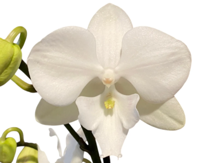 Phalaenopsis I-Hsin Romantic Story