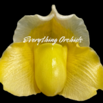 Paph. Big Island Green (In Charm Gold x In Charm Topaz)