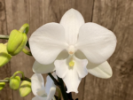 Phalaenopsis I-Hsin Romantic Story