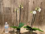 Double Spikes Phalaenopsis I-Hsin Romantic Story (3.5" pot) - Image 6