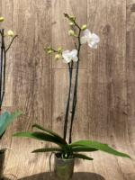 Double Spikes Phalaenopsis I-Hsin Romantic Story (3.5" pot) - Image 8