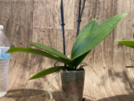 Double Spikes Phalaenopsis I-Hsin Romantic Story (3.5" pot) - Image 9