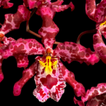 Wilsonara Tropical Stripe