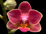 Phalaenopsis I-Hsin Black Cherries