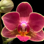 Phalaenopsis I-Hsin Black Cherries