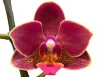 Double Spikes Phalaenopsis I-Hsin Black Cherries (3.5" pot) - Image 2